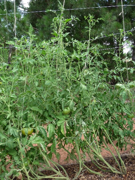 Web 2014-07-07-19 Heirloom Tomato Unscreened Compost 090.jpg